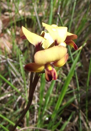 Diuris Donkey Orchid 001.JPG